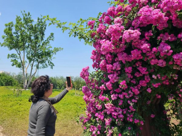配资实盘开户 “美得像童话世界一样”，如琢园蔷薇花廊人流不断